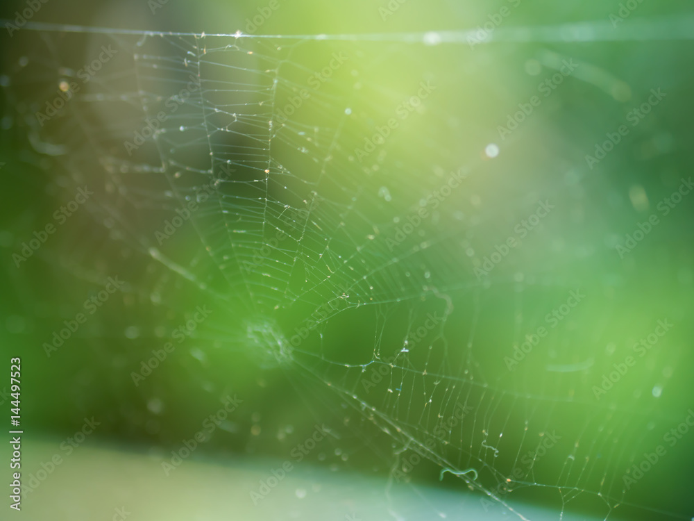 Spider web Spider web