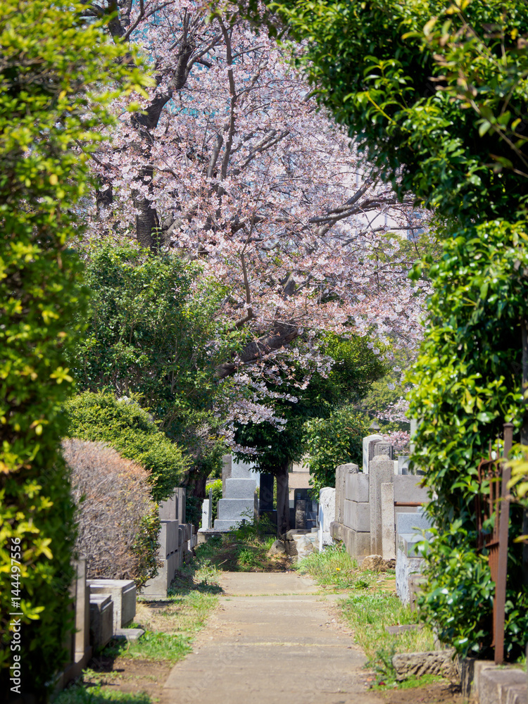 Japanese tomb and Cherry blossoms
