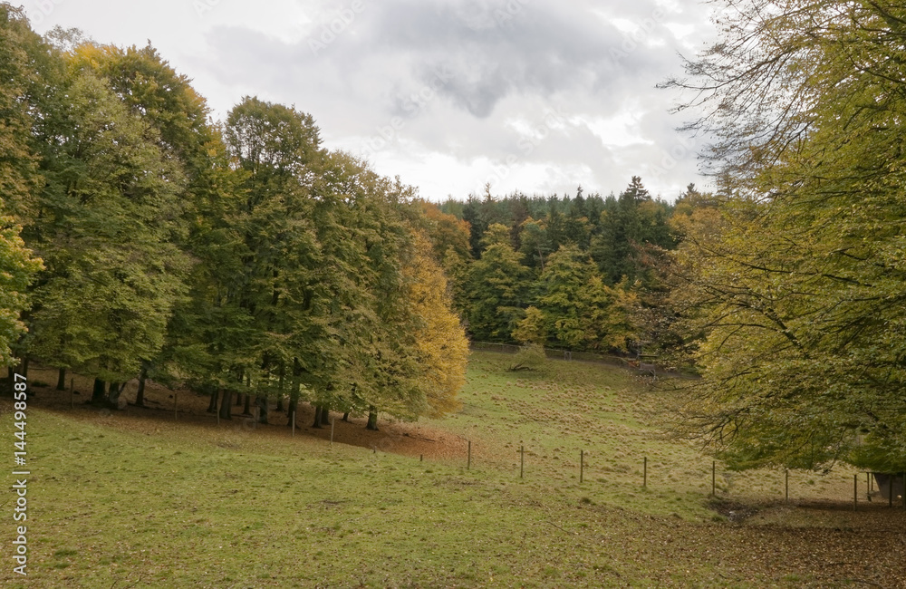 Forest pasture in autumn.
