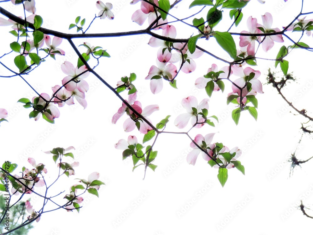 Pink Dogwood flower Pink Dogwood flower