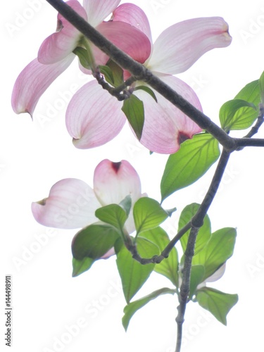 Fototapeta Naklejka Na Ścianę i Meble -   Pink Dogwood flower