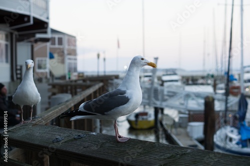 SFseagull