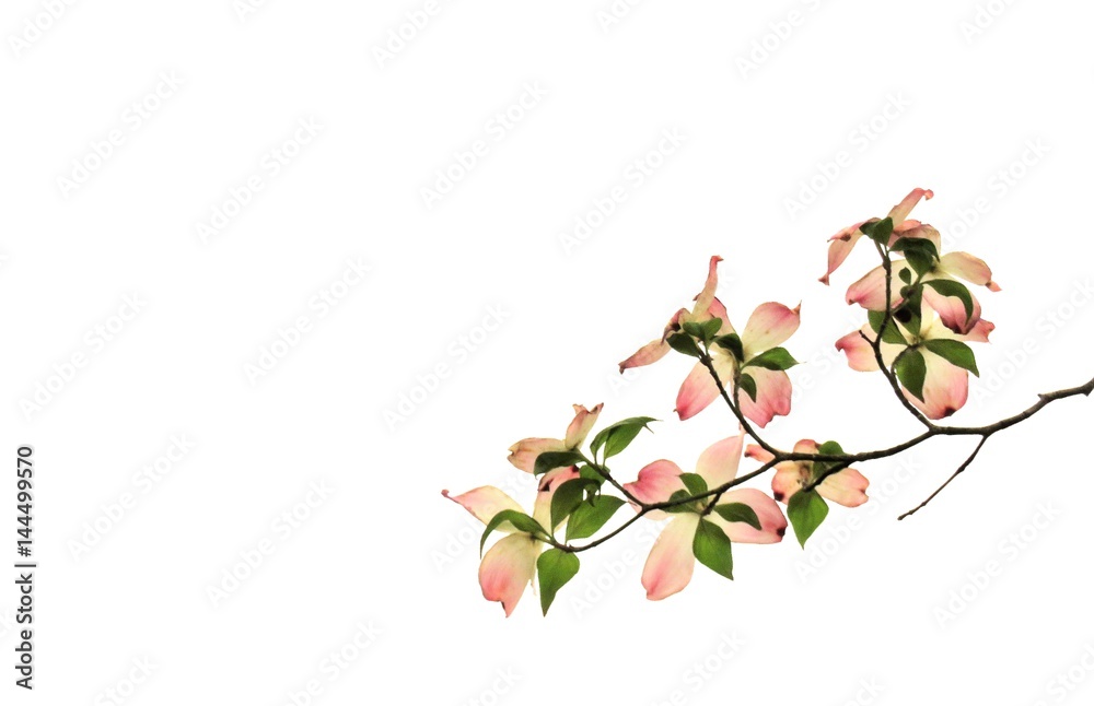 Pink Dogwood flower