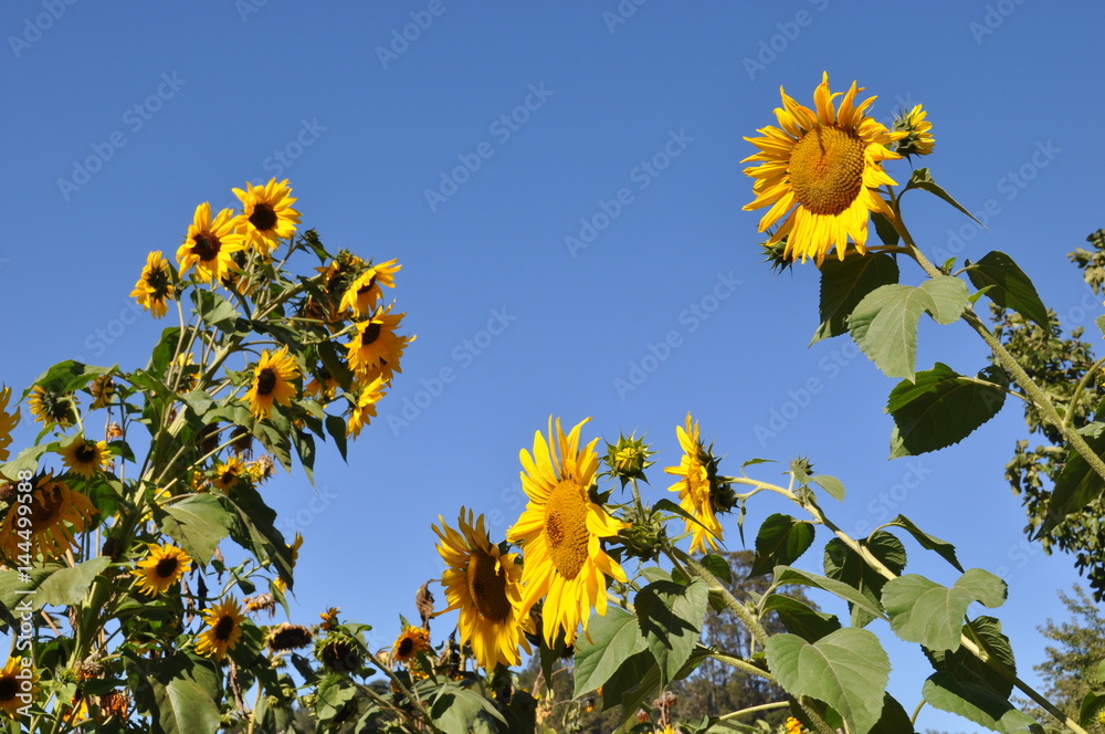 Obraz premium Sunflower Garden 1