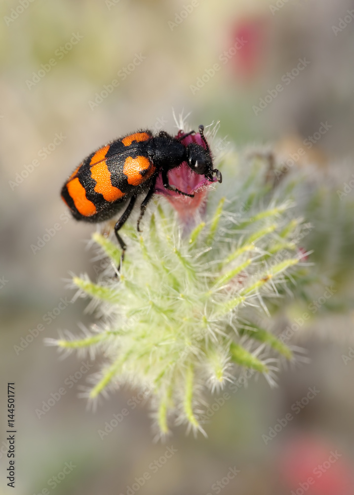 Closeup of the nature of Israel - Meloidae beetle Closeup of the nature of Israel - Meloidae beetle