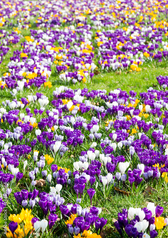 Green meadow full of violet, yellow, white crocuses, Crocus sativus