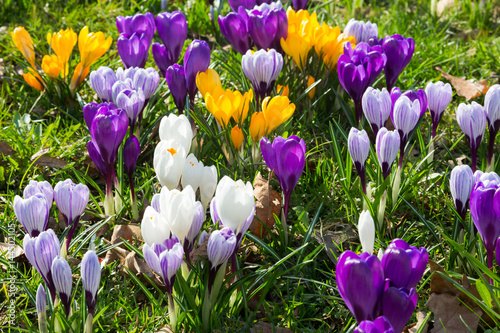 Green meadow full of violet, yellow, white crocuses, Crocus sativus photo