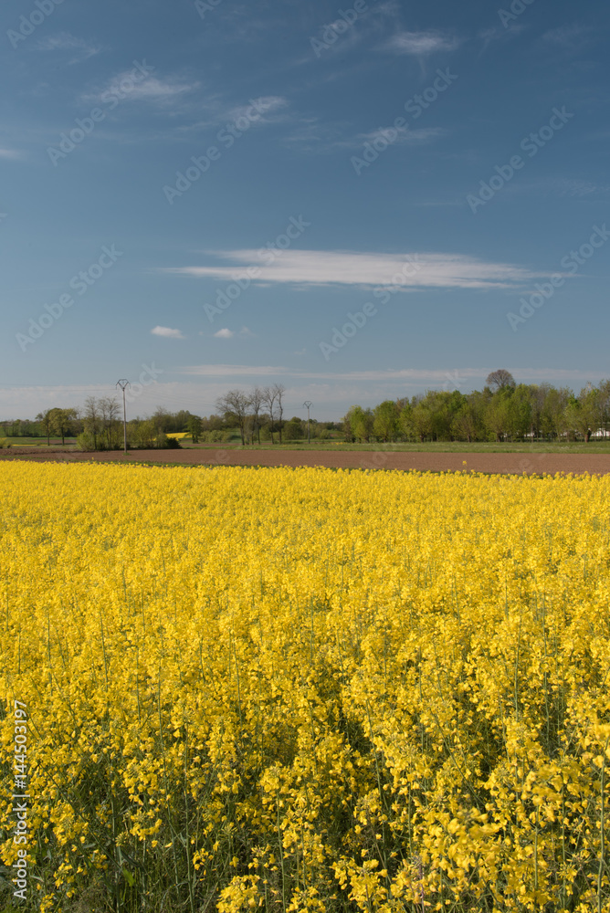rapeseed oil fields between the moraine hills of Buja. Friuli