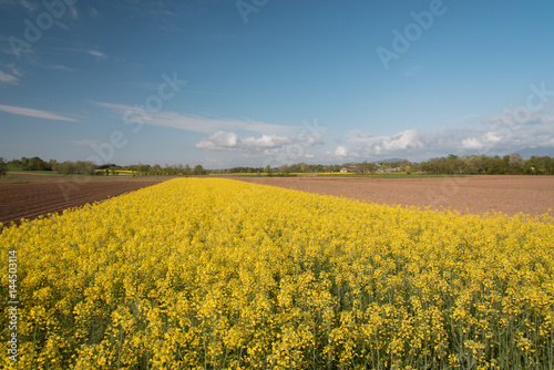 rapeseed oil fields between the moraine hills of Buja. Friuli