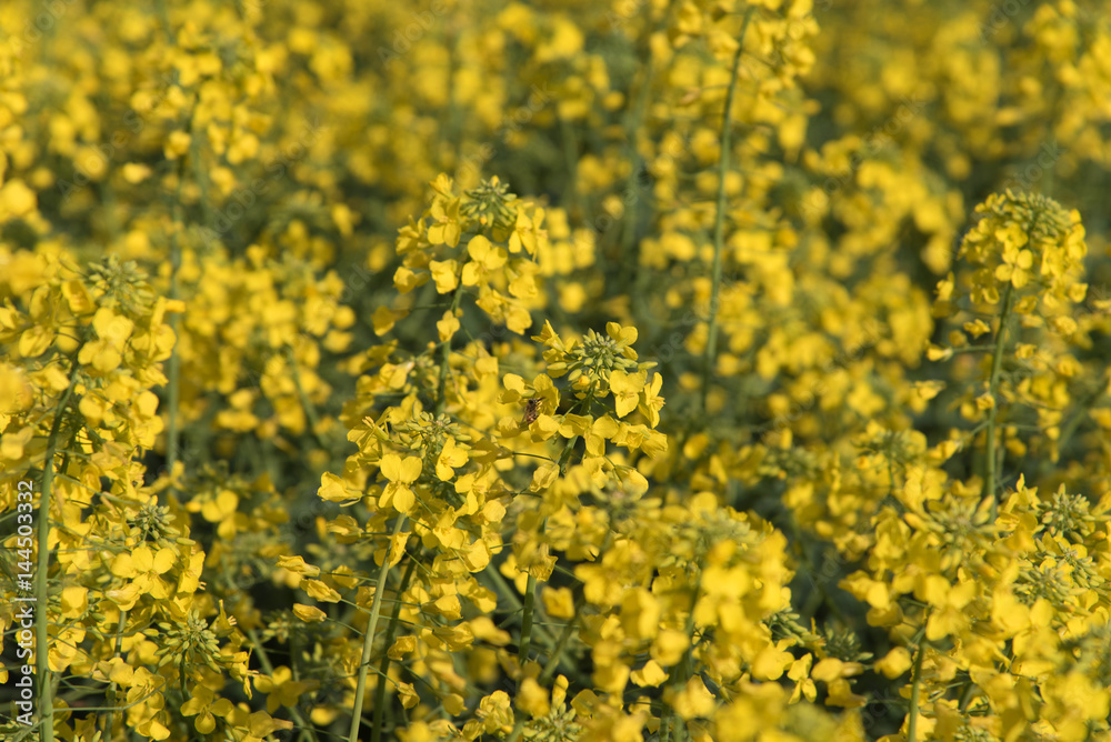 Rapeseed oil fields between the moraine hills of Buja. Friuli Rapeseed oil fields between the moraine hills of Buja. Friuli
