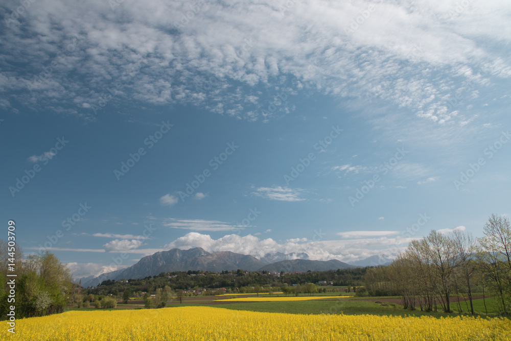 Rapeseed oil fields between the moraine hills of Buja. Friuli