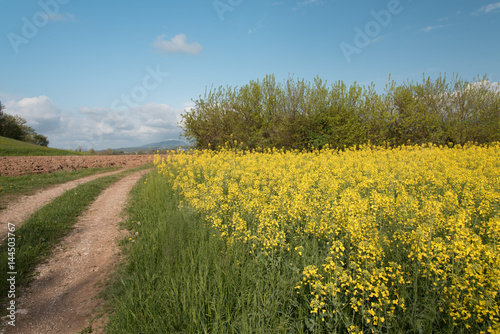 Rapeseed oil fields between the moraine hills of Buja. Friuli