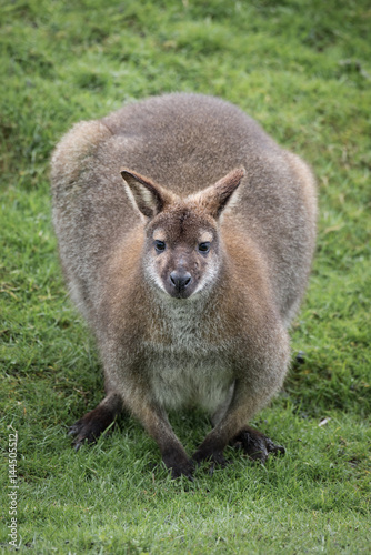 Bennetts wallaby crouched down and staring directly forward at the camera   viewer in an upright vertical format