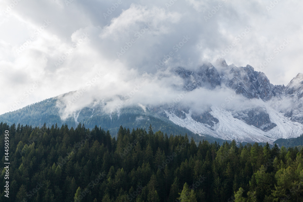 Misty pine forest on the background of snowy mountains at Dolomites