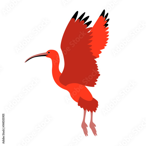 scarlet ibis vector illustration style Flat photo