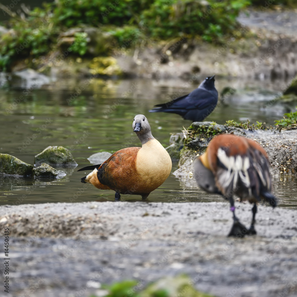 Fototapeta premium Beautiful portrait of South African Shelduck bird Tadorna Cana on water in Spring