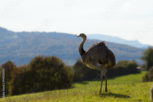 Ostrich at the nature reserve standing in front of beautiful landscape