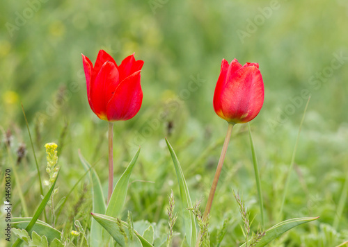 Schrenck's tulips (Tulipa) in the steppe, Republic of Kalmykia, Russia  © Vitaly Ilyasov