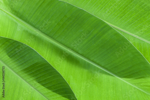 pattern of banana leaf for background and design.