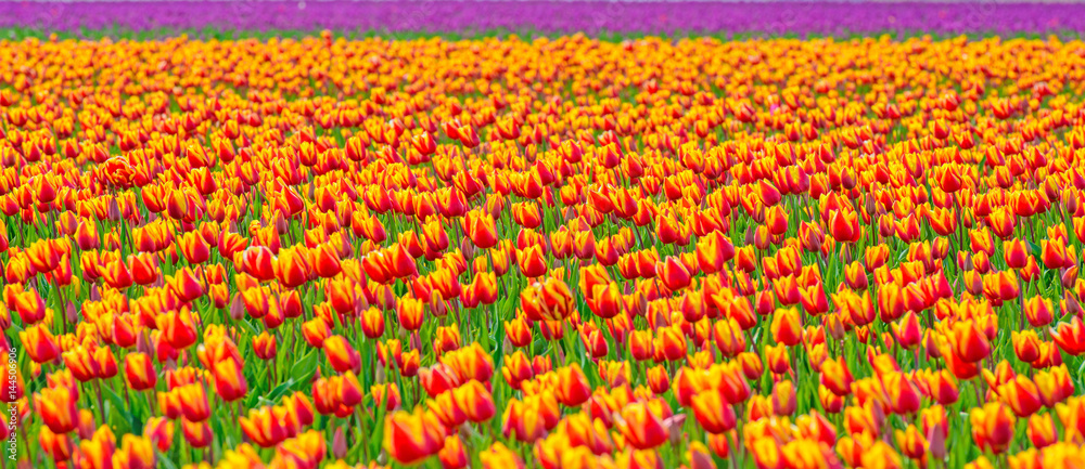 Field with tulips in spring