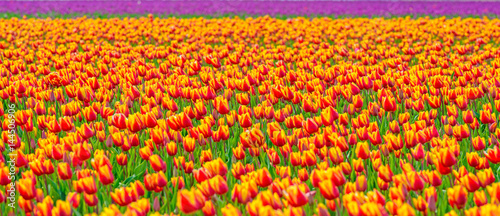 Field with tulips in spring © Naj