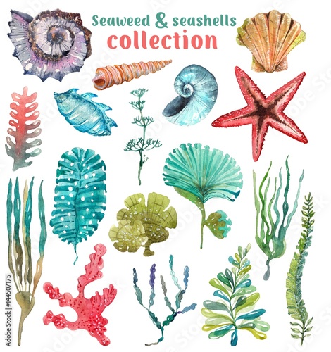 Obraz na płótnie Akwarela Sea Life, Seaweed, Shell, piękna kolekcja