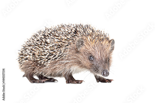 Portrait of a curious little hedgehog isolated on white background