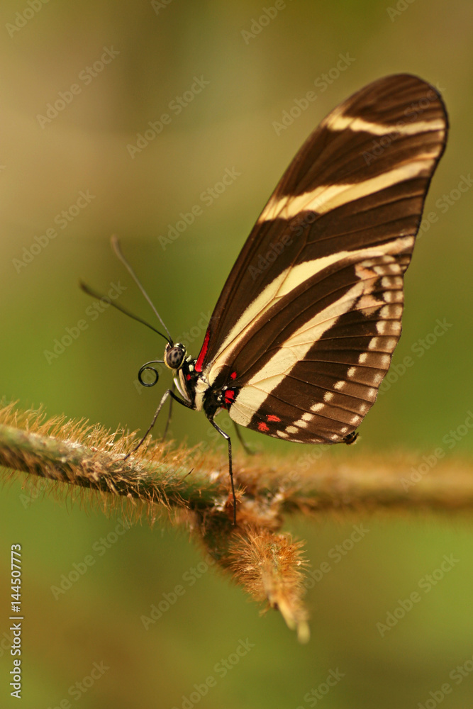Zebra longwing, Tenerife, Canary Islands, Spain Zebra longwing, Tenerife, Canary Islands, Spain