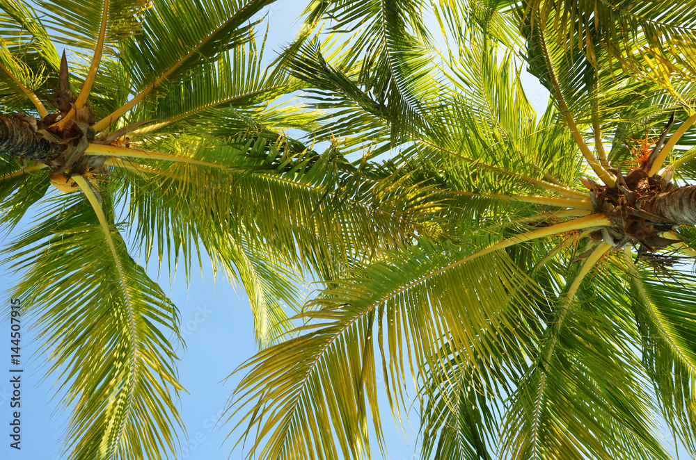 closeup shot of coconut tree over blue sky background closeup shot of coconut tree over blue sky background