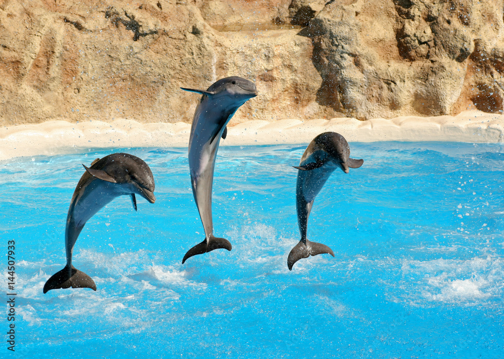 Fototapeta premium Dolphins show, Lorro, Tenerife, Canary Islands, Spain