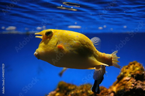 Boxfish, Lorro, Tenerife, Canary Islands, Spain photo