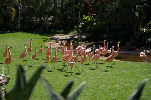 Flamingos, Tenerife, Canary Islands, Spain photo