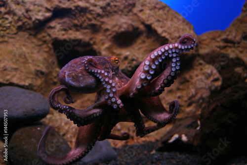 Octopus, Lorro, Tenerife, Canary Islands, Spain photo
