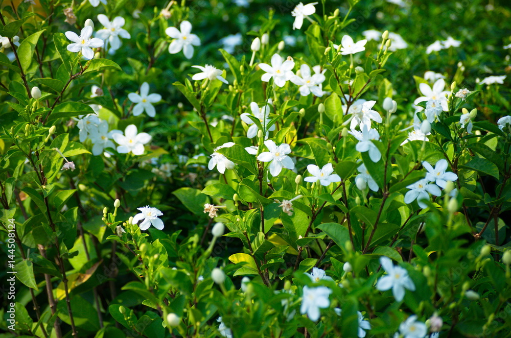 Flower and Gardening in nature.Garden flora in a beautiful park for relaxation.
Flower and Gardening in nature.Garden flora in a beautiful park for relaxation.