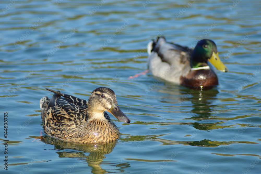 Canard Canard