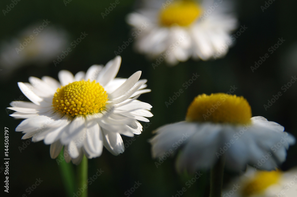 Spring flower in the meadow Spring flower in the meadow