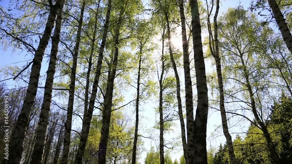 Summer forest with green birch tops in blue sky Summer forest with green birch tops in blue sky