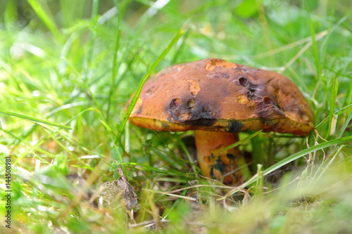 edible mushroom in the grass