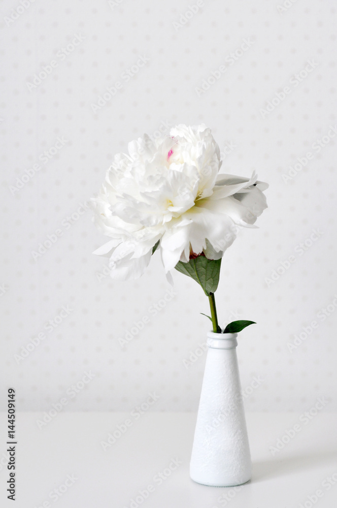 White peony is very gentle and delicate flower