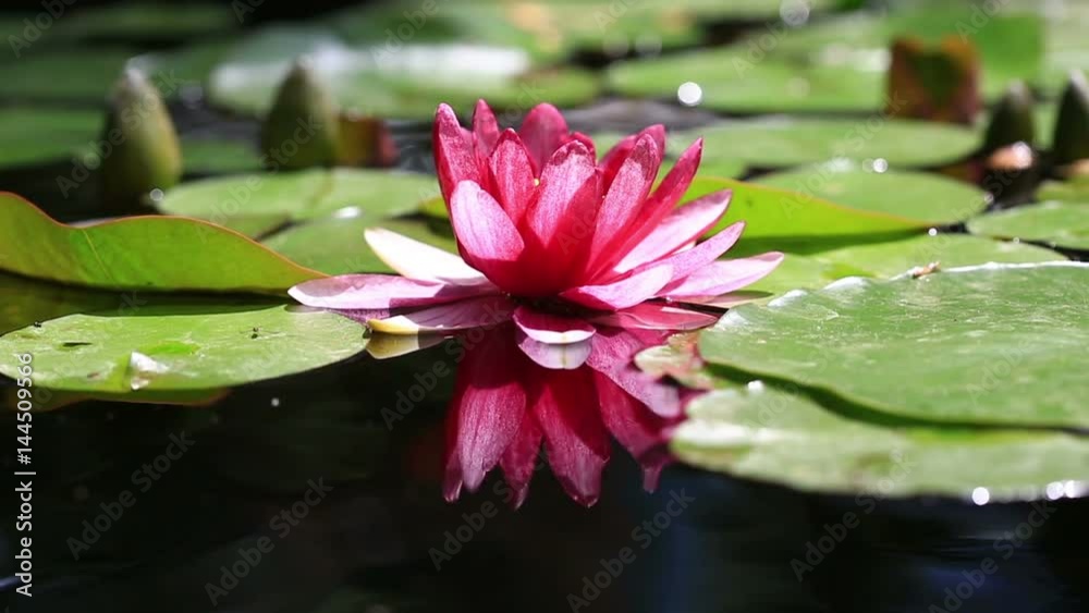 Pink water lily is beautifully reflected in lake water Pink water lily is beautifully reflected in lake water