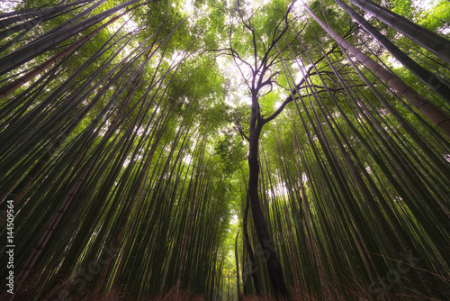 Bamboo Forest in Arashiyama  Kyoto  Japan.