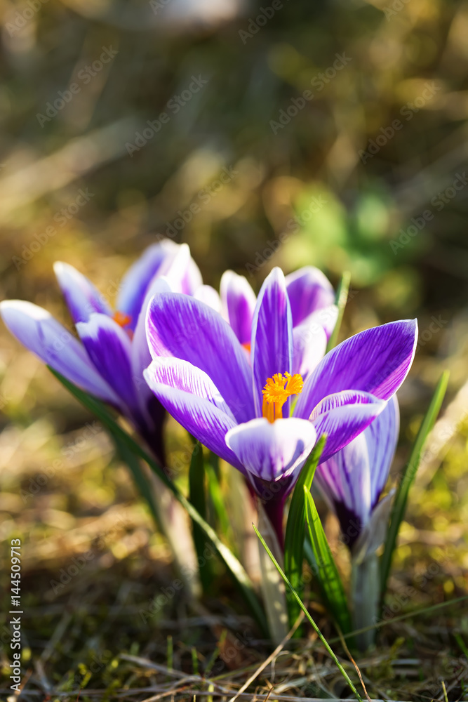Blossoming crocus flowers or saffron in spring Blossoming crocus flowers or saffron in spring
