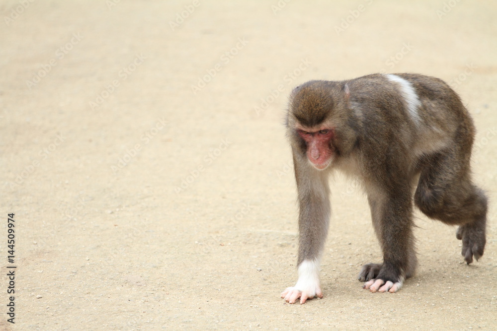 wild Japanese monkey in Beppu, Oita, Japan wild Japanese monkey in Beppu, Oita, Japan