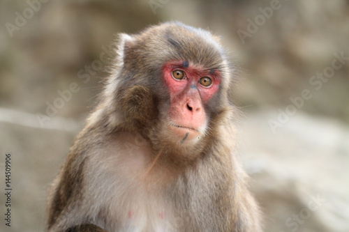 wild Japanese monkey in Beppu, Oita, Japan © ziggy