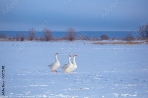 Three white geese walk on snow on winter background