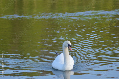 Fototapeta Naklejka Na Ścianę i Meble -  cygne
