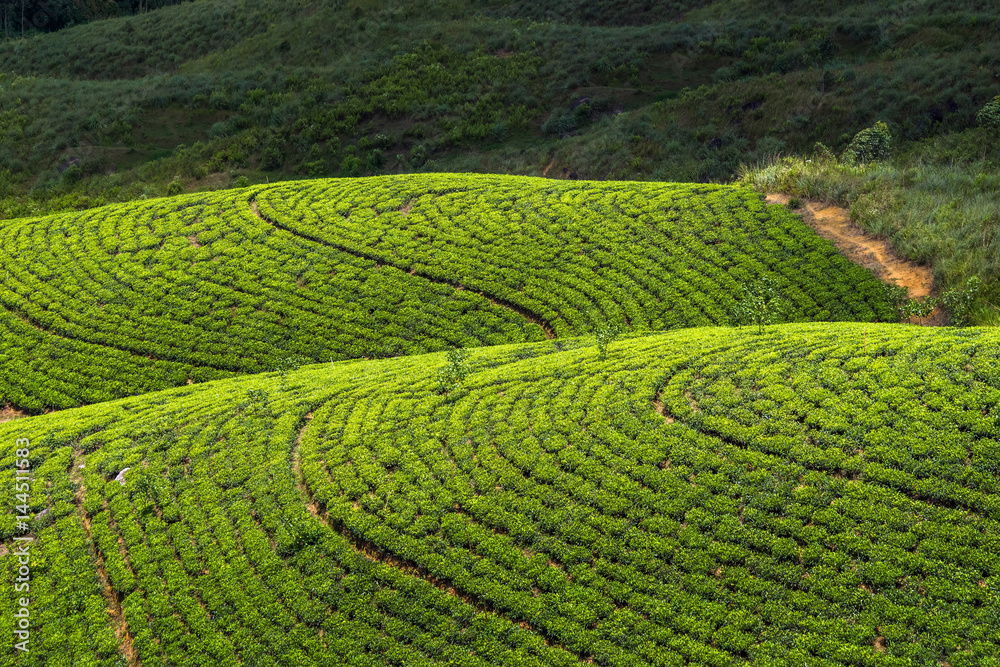 Top view of a tea plantation in Sri Lanka