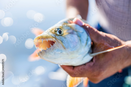 Photography Caught Tigerfish (Hydrocynus Vittatus) in fishermen`s hands