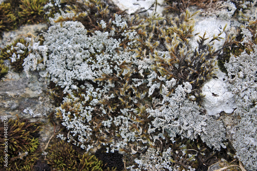 Lichen on granite rock