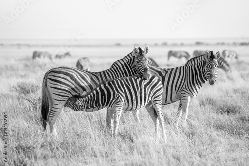 Burchell s zebra and foal in the grasslands in Etosha  Namibia
